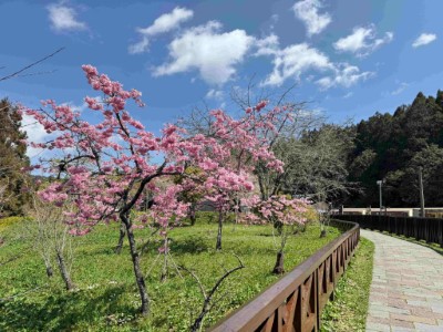 阿里山國家森林遊樂區沼平車站周邊阿龜櫻、霧社櫻盛開