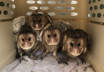 3月4日野放的4隻草鴞幼鳥當初在野生動物急救站照養訓練的可愛模樣
