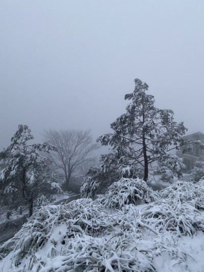 太平山國家森林遊樂區降下冰霰，放眼望去一片白茫茫。1
