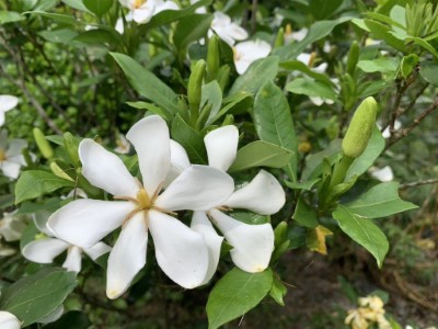 山黃梔