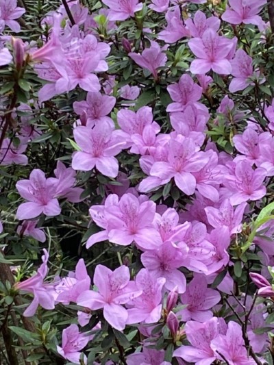 烏來杜鵑2