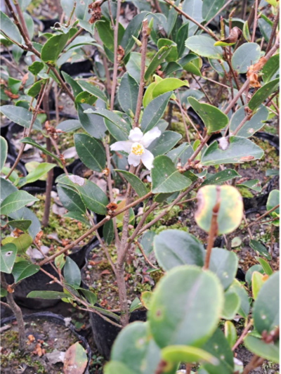 細葉山茶