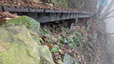加里山登山步道大坪支線3K+300棧橋基礎淘空(林業保育署新竹分署提供)