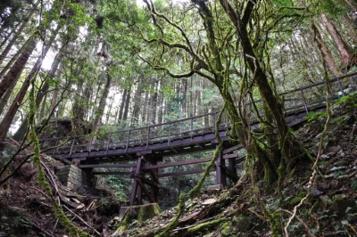 特富野古道設施改善工程-6號橋全景