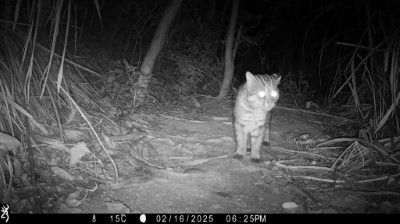 國有非公用邊際土地認養案，為石虎等瀕危野生動物保留生態棲地。（台灣石虎保育協會提供）