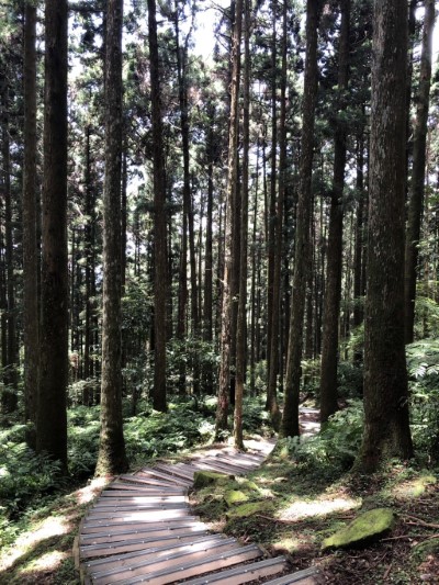 東眼山森林遊樂區