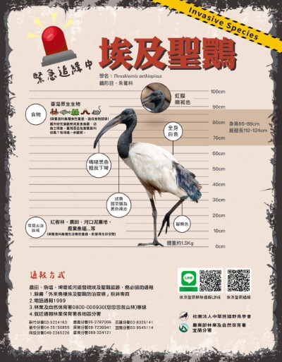 埃及聖䴉通報(宜蘭分署)