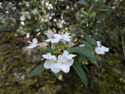 八仙山國家森林遊樂區華八仙盛開景色(林業及自然保育署臺中分署提供)