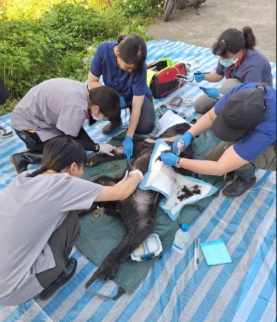 卓溪黑熊受困陷阱，民眾通報順利獲救。