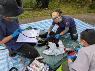 卓溪落單小熊誘捕成功，照養野訓後評估野放。