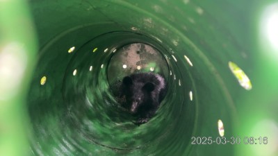 卓溪落單小熊誘捕成功，照養野訓後評估野放。