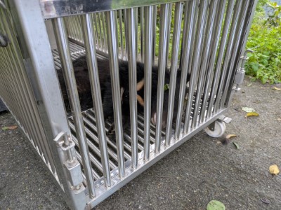 卓溪落單小熊誘捕成功，照養野訓後評估野放。