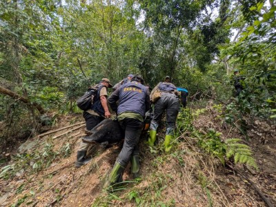 連續滋擾雞舍大公熊趕不走，衛星追蹤發現受困及時捕捉。