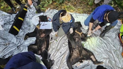 野灣野生動物保育協會進行二隻黑熊前肢外傷處理