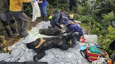 野灣野生動物保育協會進行前肢外傷處理