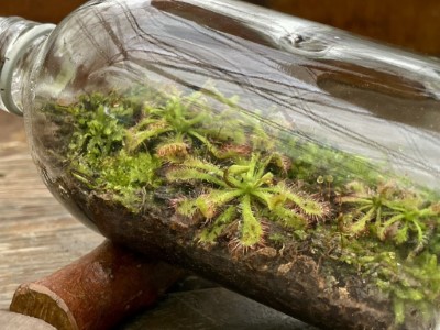 林後四林「氣泡調飲與瓶中苔蘚」