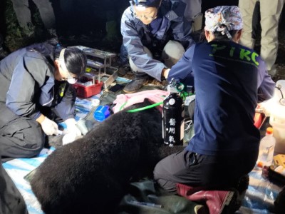03救援人員為麻醉後黑熊檢傷中