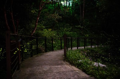 八仙山擁有豐富的生態資源，一晚有機會看到4種以上的螢火蟲