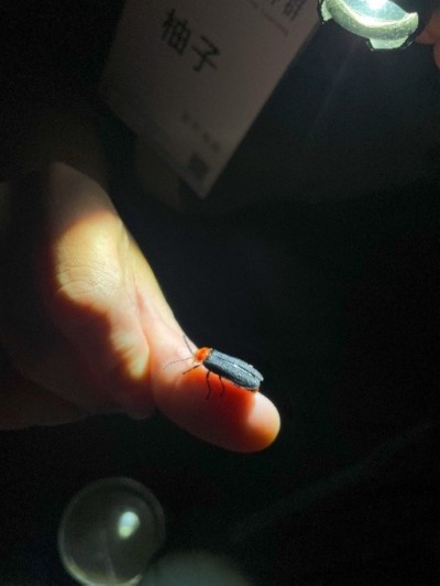 滿月圓具備豐富的夜間生態(滿月圓遊客中心提供)