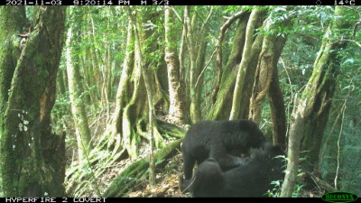 廣原黑熊野放後拍攝到與其他黑熊嬉戲畫面