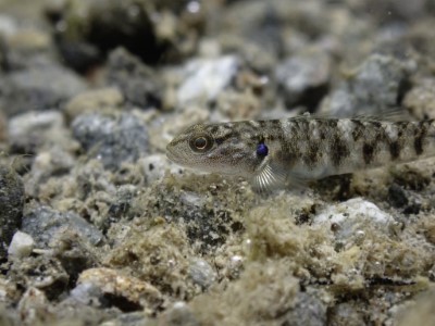 蘭嶼吻鰕虎幼魚胸鰭藍斑