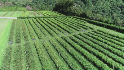 龍泉苗圃原生樹種苗床空拍照
