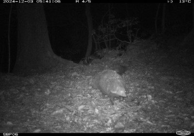 自動相機拍攝到黃喉貂、食蟹獴等多種保育類野生動物(林業保育署新竹分署提供)