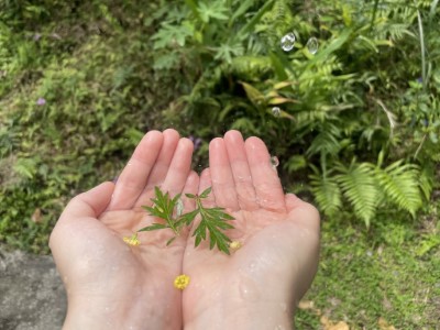 夏日民俗植物手浴體驗