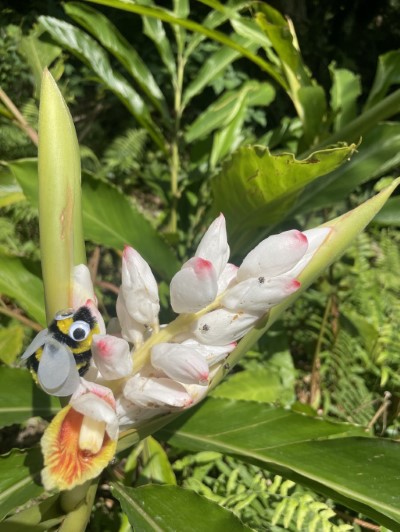 月桃花開的季節熊蜂辛勤採蜜