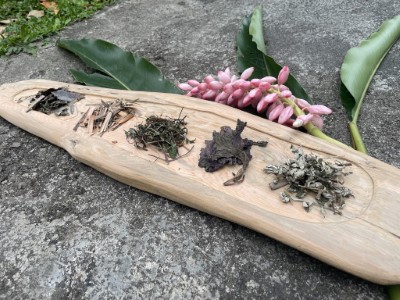 親子一起動手觸摸嗅聞認識各種夏季民俗植物