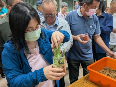 頂芽狗脊蕨無性繁殖實作