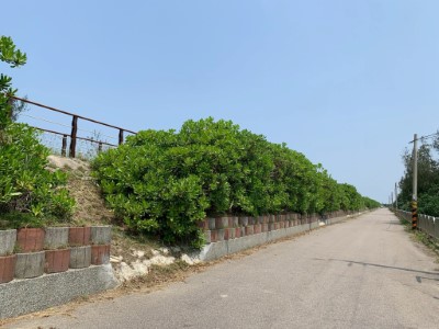 臺中綠網平臺前期合作進行之番仔寮海堤間隔式斜坡化改善施作試驗，成功降低陸蟹跨越海堤前往海邊釋幼繁殖的阻礙