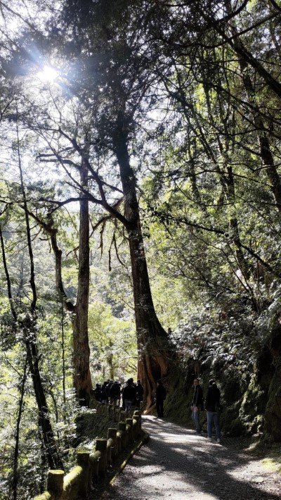拉拉山國家森林遊樂區（林業保育署新竹分署提供）