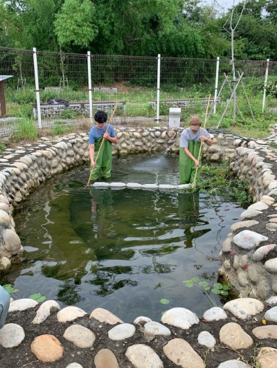 轉移大里旱溪庇護池之巴氏銀鮈進行分散庇護，確保回放族群數量穩定