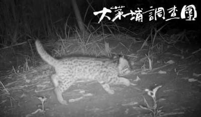 臺中市東勢創意協會大茅埔調查團架設紅外線相機進行生態監測，拍攝到瀕危動物石虎出沒