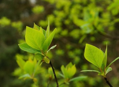 照片4、臺灣擦樹(寬尾鳳蝶幼蟲的寄主植物)