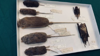 哺乳動物標本12件，部分鼠類標本仍可見日治時期鼠類專家青木文一郎署名