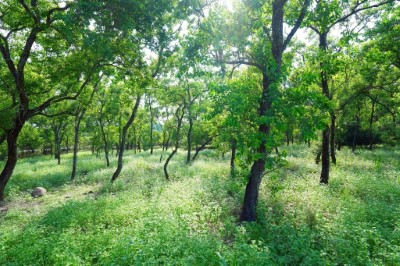 屏東高樹泰和農場平地造林地(王力平攝影)