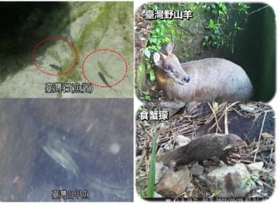 水域及陸域動物監測畫面