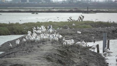 林業保育署嘉義分署攜手民間保育團體共同投入嘉南地區廢曬鹽田水文環境改善與棲地營造工作，吸引黑面琵鷺棲息