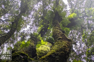 走進雲霧森林，抬頭可見附生於樹幹與枝條間的蕨類，構築出層次豐富且獨特的生態景觀。（森之形自然教育團隊提供；林雋雅攝）