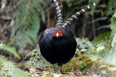 一起來「解謎觀霧」猜猜我是誰？（森之形自然教育團隊提供；劉謹毓攝）