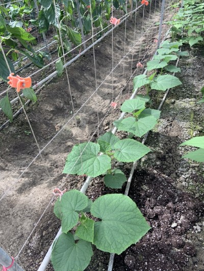 委託台中農改場推動泰雅傳統作物栽種評估試驗，泰雅瓜定植後植株生育情形良好