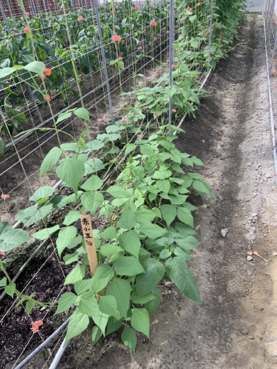 委託台中農改場推動泰雅傳統作物栽種評估試驗，赤小豆定植後植株生育情形良好