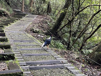 東眼山國家森林遊樂區臺灣特有種藍腹鷴(林業保育署新竹分署提供)