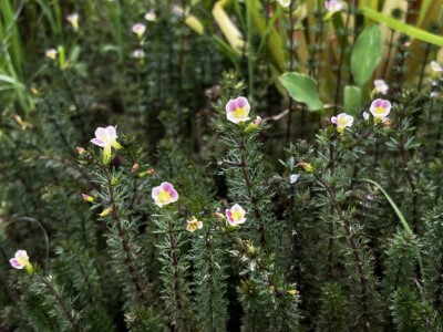 桃園臺地受威脅水生植物「桃園石龍尾」。(林業保育署新竹分署提供)