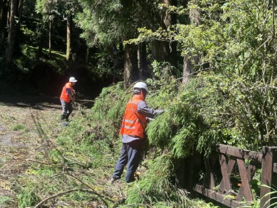受楊柳颱風，阿里山國家森林遊樂區倒木、斷枝落葉量龐大