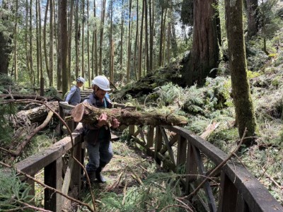 林業保育署嘉義分署14日積極動員人力整理園區內倒木斷枝