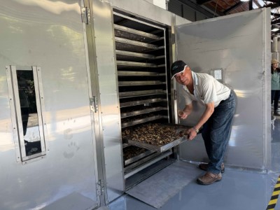 林業循環利用場域所產出能源可提供在地林農的林下經濟段木香菇進行初級乾燥處理