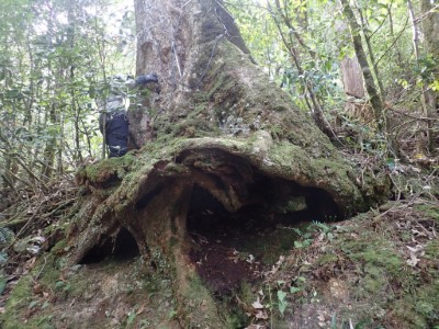 危木現況-根系裸露浮出地面